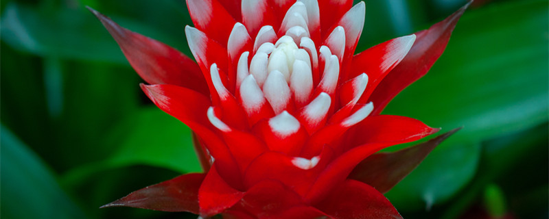 鸿运当头是什么植物 鸿运当头植物学名