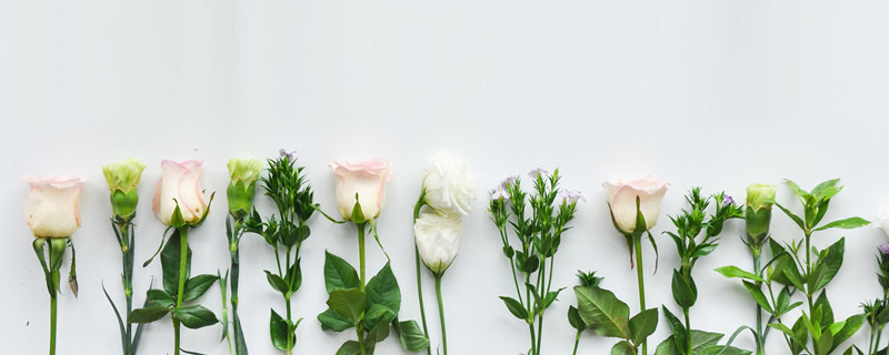 康乃馨花语是什么（22朵康乃馨花语是什么）