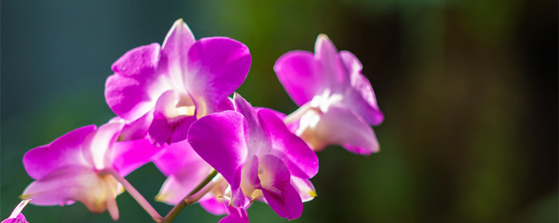 兰花叶子发黄怎么办 白玉兰花叶子发黄怎么办