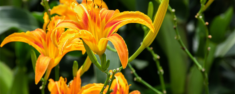 萱草和黄花菜的区别 萱草和黄花菜的区别在哪里?