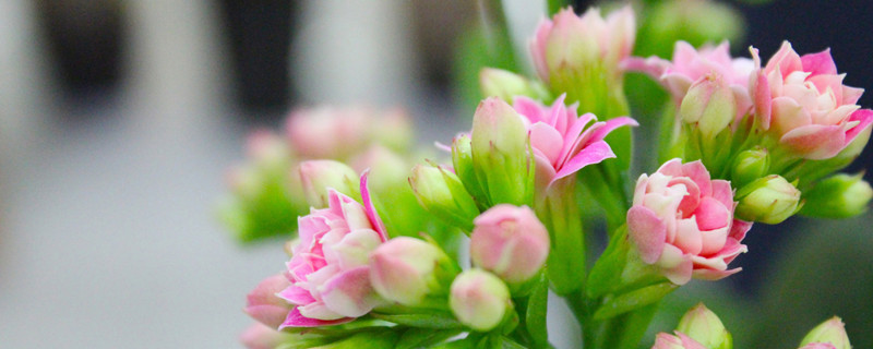 长寿花花期（长寿花花期多长一年开几次花）