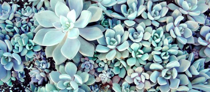 玉树的养殖方法和注意事项（红叶玉树的养殖方法和注意事项）