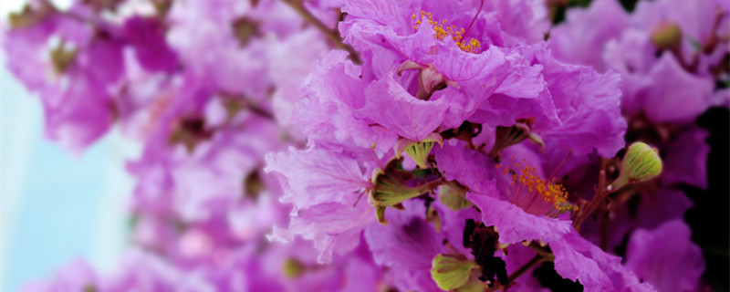 紫薇老枝扦插最简单方法 紫薇老干扦插