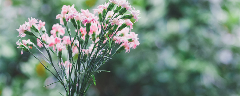 母亲节送什么花（送妈妈什么花）