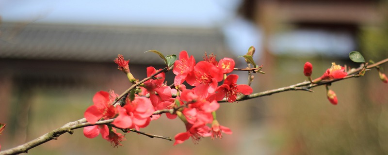 每月花开顺序 每个月花开的顺序