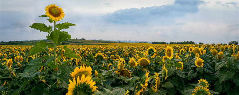 向日葵是多年生还是一年生(观赏向日葵是多年生还是一年生)