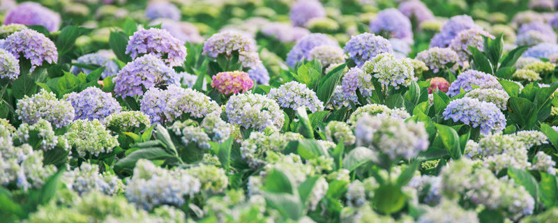 绣球花换盆注意事项 绣球花正确换盆方法