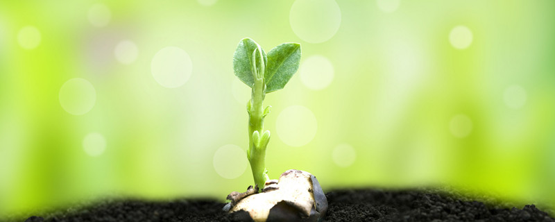 生根水的制作方法 水培生根水的制作方法