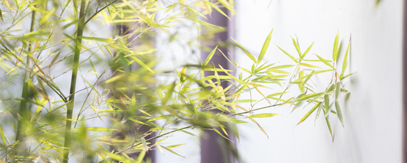 水养富贵竹叶子发黄怎么办(水养富贵竹叶子发黄怎么挽救)