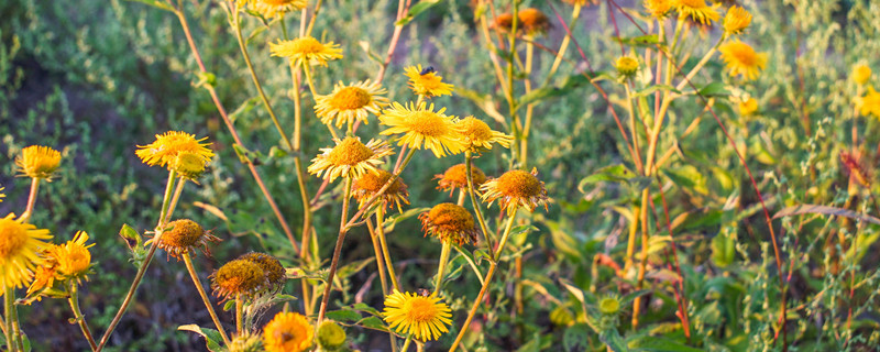 金盏菊种子种植方法和时间（金盏菊如何种植）
