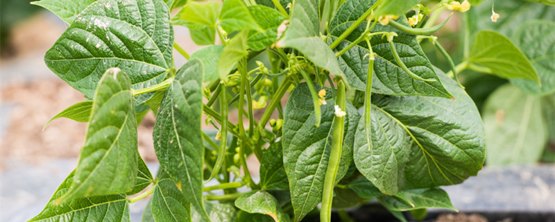 北方秋豆角几月种合适 北方春季几月份种豆角