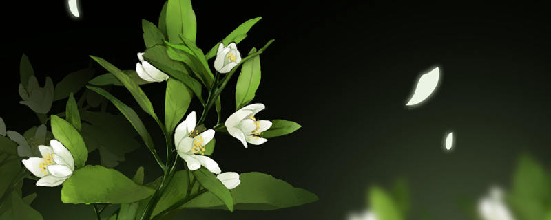 栀子花黄叶掉花苞是什么原因 栀子花黄叶花苞脱落