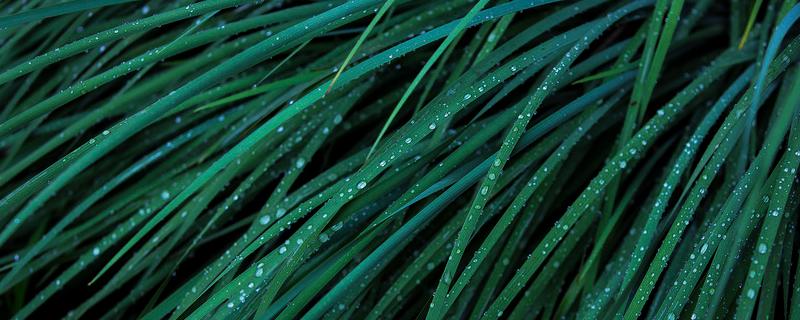 滴水观音开花吗 滴水观音开花吗花是什么样子嘀