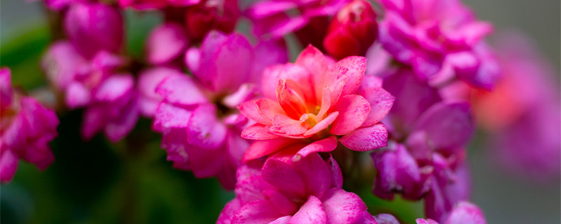 老桩长寿花开败后怎么修剪 长寿花老桩剪到根部可以吗