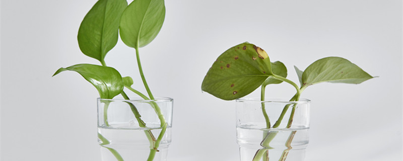 绿萝放在水里怎么养(绿萝怎样放在水里养)