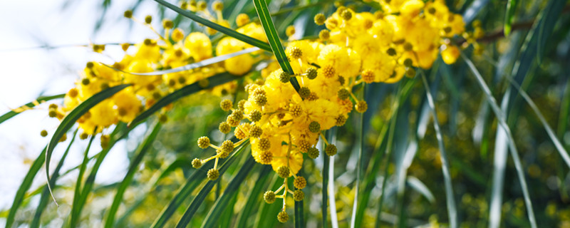 含羞草的作用 含羞草的作用和用途