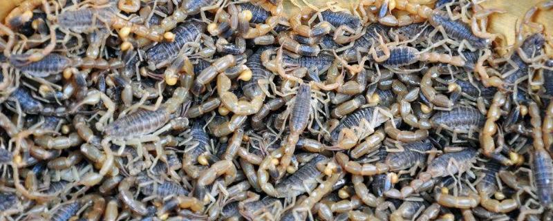 蝎子养殖成本和利润，附种蝎成本（蝎子养殖成本以及利润）