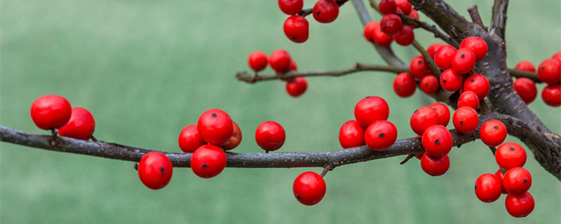 冬青是什么植物（龟甲冬青是什么植物）