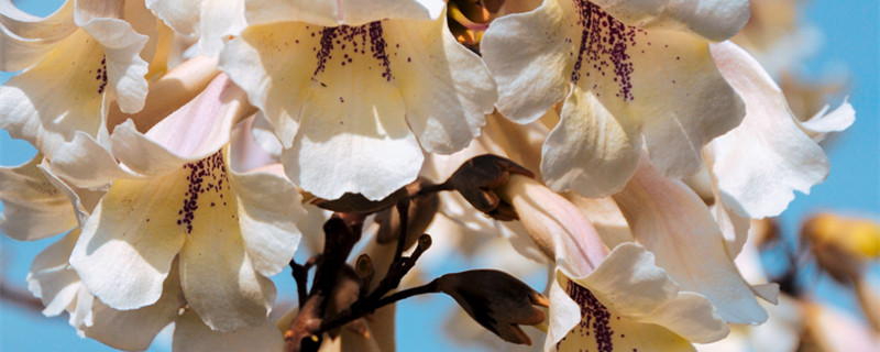 春天开白花的树（春天开白花的树叫什么）