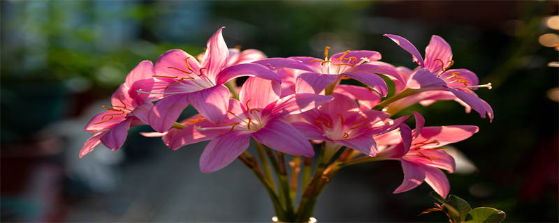 风雨兰为什么只长叶子不开花 风雨兰一直不开花