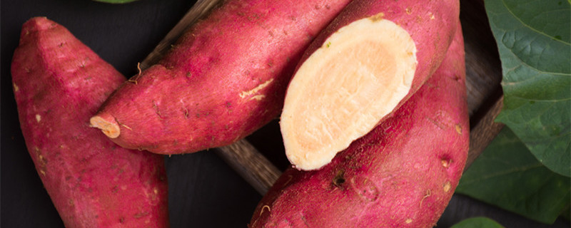 红薯扦插的方法与时间（红薯苗几月份扦插最好）