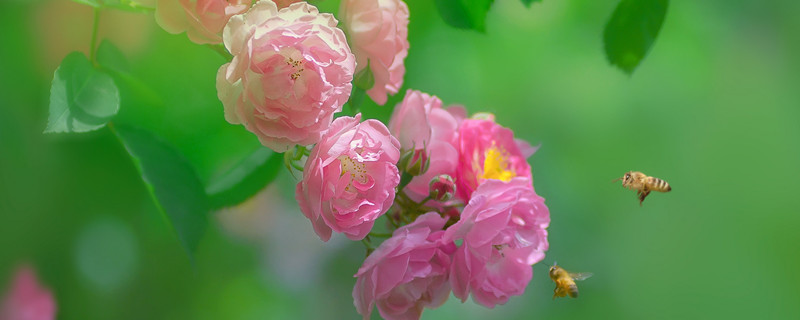 野蔷薇的花语 野蔷薇的花语是啥