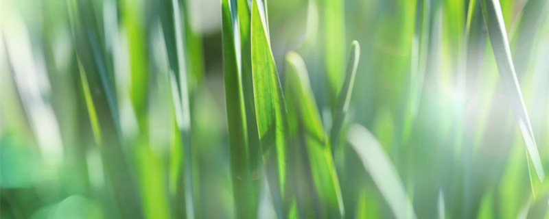 龙须菜是什么菜（白色的龙须菜是什么菜）