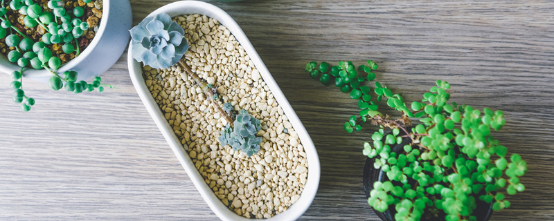 千叶吊兰怎么繁殖(千叶吊兰怎么繁殖视频)