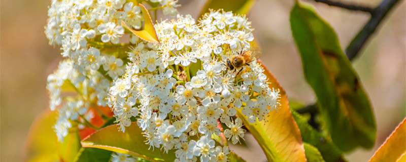 石楠树有什么作用（石楠树叶有什么功效）