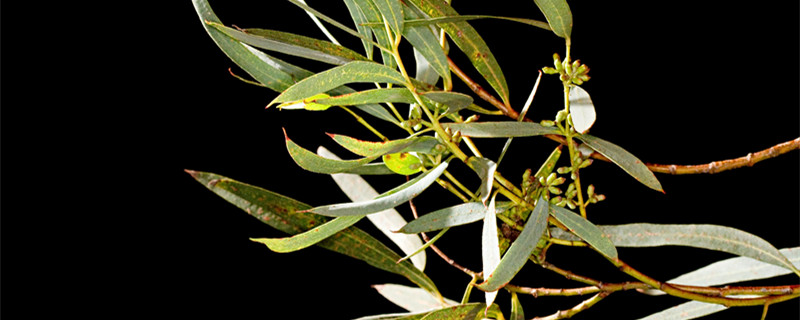 蓝桉和紫檀什么意思 蓝桉有什么意思