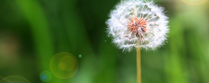 蒲公英的花语与寓意(紫色蒲公英的花语与寓意)