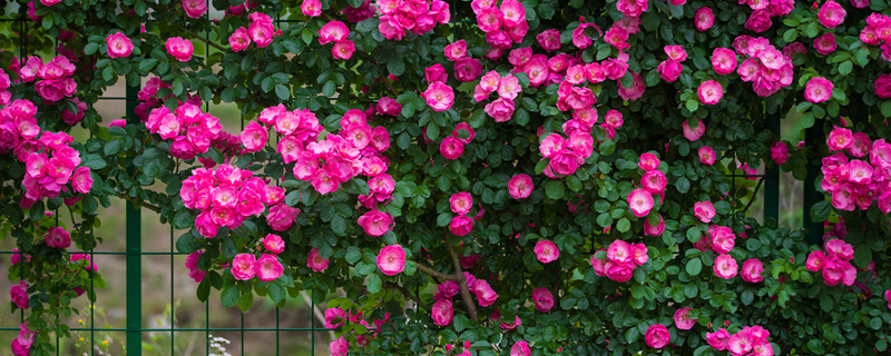 蔷薇怎么修剪才茂盛(蔷薇开过花后怎样修剪)