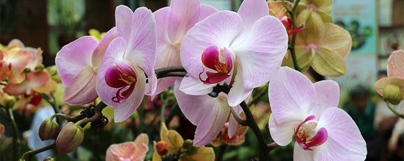 蝴蝶兰花怎么养 蝴蝶兰花怎么养殖