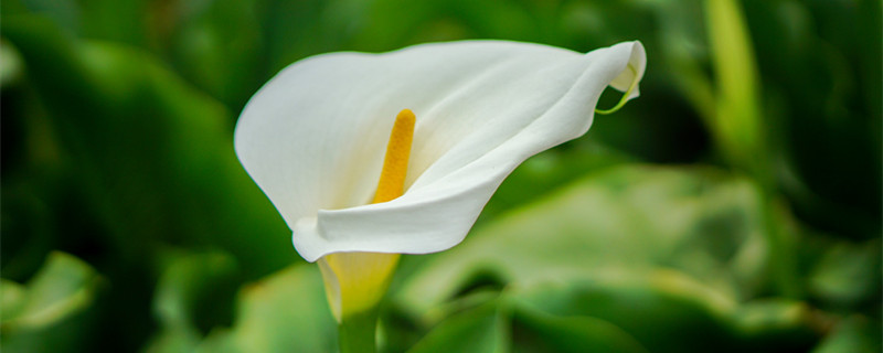 马蹄莲的养殖方法 红色马蹄莲的养殖方法