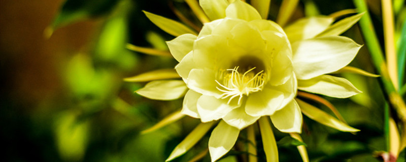 昙花怎么修剪才利于开花（昙花要修剪吗?）