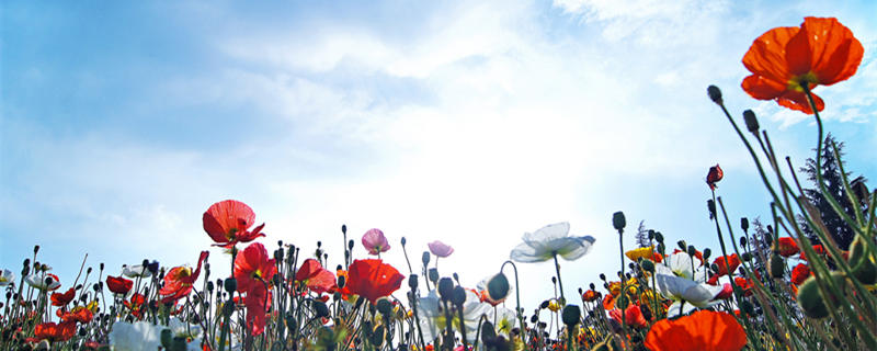 花菱草几月份播种 花菱草几月份开花