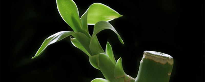 富贵竹不生根怎么回事 富贵竹一直不生根怎么回事