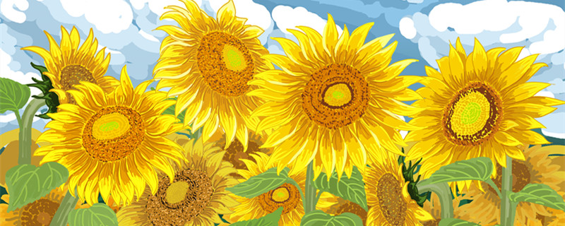 葵花的寓意象征 葵花 寓意