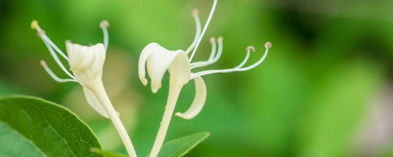 金银花的花朵为了什么变色（金银花的花朵是为了什么会变色）