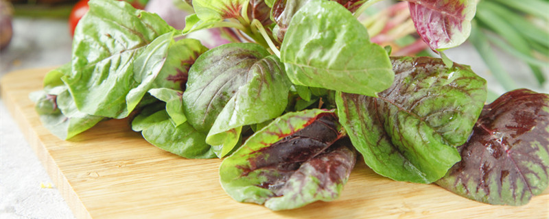 苋菜几天发芽出土(苋菜一般几天发芽)