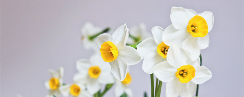水仙花语（喇叭水仙花语）