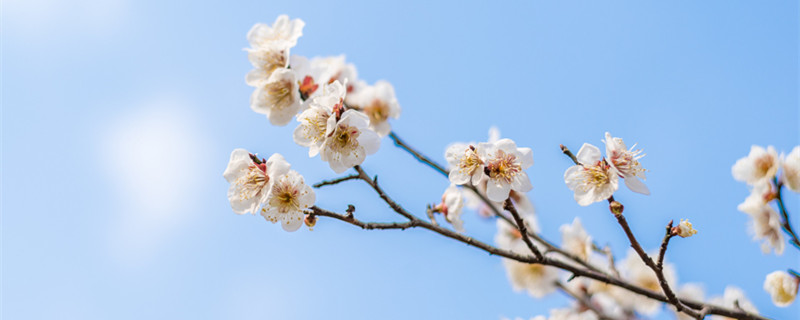 雀梅鲜切花如何养护（鲜切雀梅怎么养）