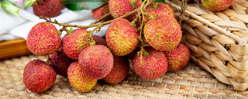 荔枝种子盆栽种植方法 荔枝种子盆栽种植方法视频