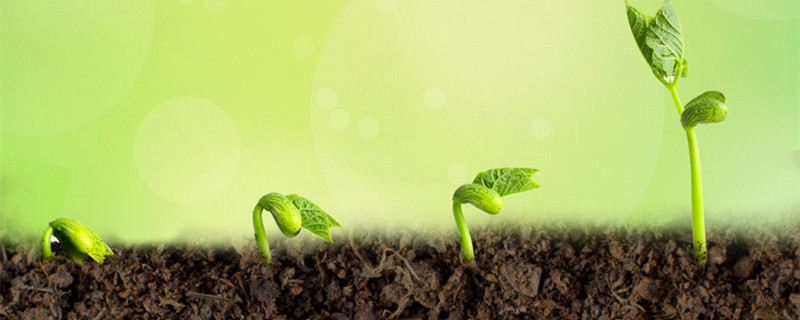 人参苗怎么种植（人参苗怎么种植多长能成才）