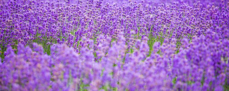薰衣草种子的种植方法及时间 薰衣草如何种植