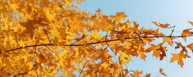 黄金枫的养殖方法和注意事项（黄金枫的养殖方法和注意事项怎么买黄金枫）