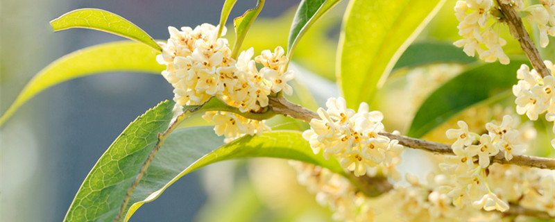 院子里种桂花树的禁忌（院子里不能种桂花树吗）