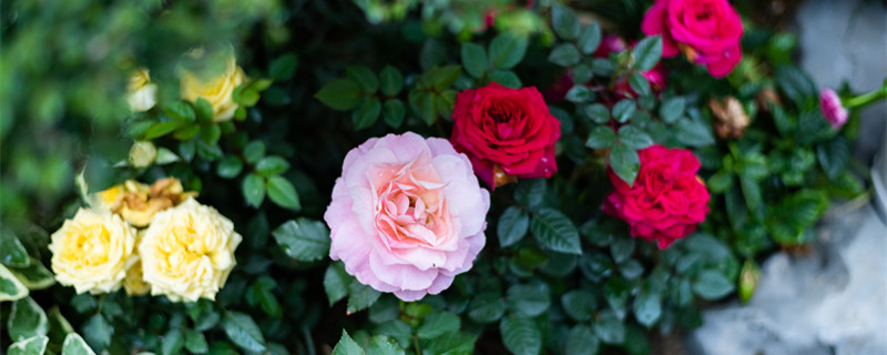 月季花语是什么 月季花语是什么象征