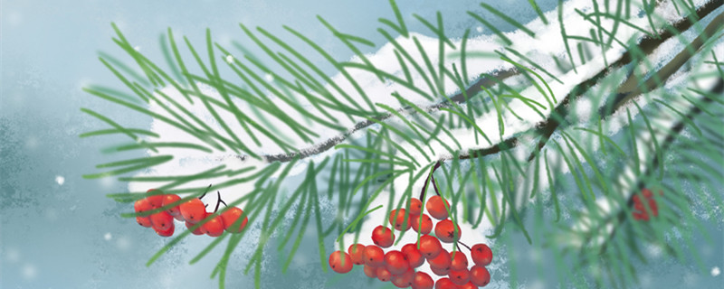 红豆杉的养殖方法 北方红豆杉的养殖方法