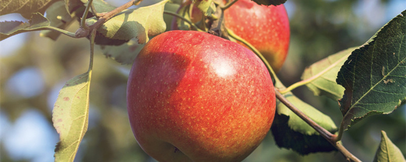 9月有什么水果（9月有什么水果?）